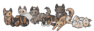 examples of trade wind cats